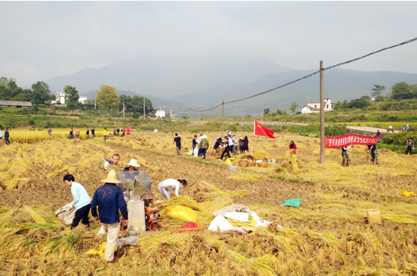 资兴：暖心助力贫困户收割中稻
