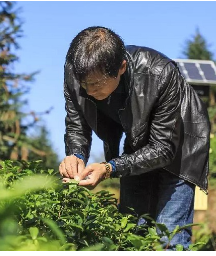 肖文波：带动更多茶农致富是我的责任