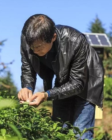 肖文波：带动更多茶农致富是我的责任
