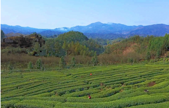 汤溪镇：开展茶叶质量检测 坚守“绿色诚信”