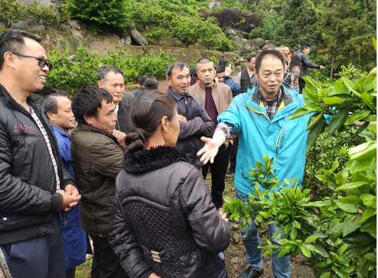一堂生动的柑橘种植培训课