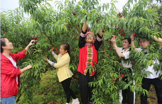 暖心！他们这样帮助清江果农···