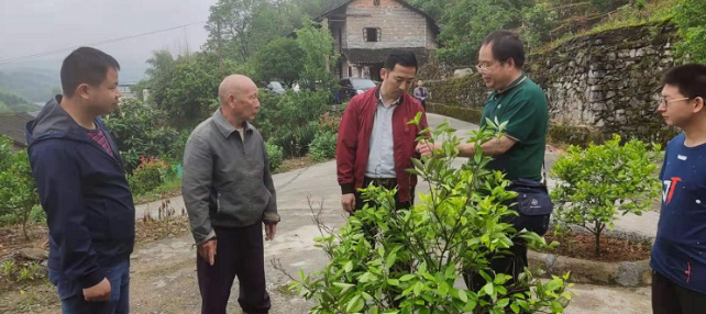 冰糖橙种植技术送上门