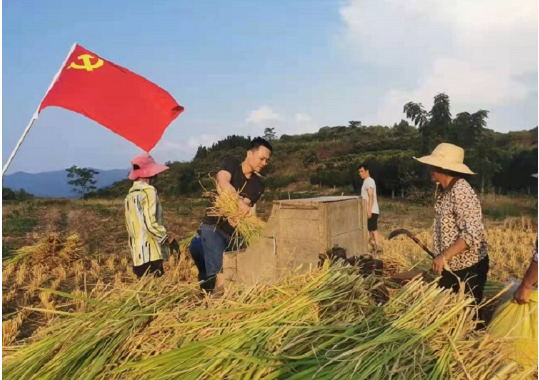 资兴市清江镇组织人员帮助留守老人抢收稻谷