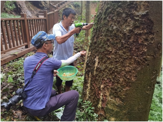 【文明实践在醴陵】“虫”出江湖，志愿者密林除害