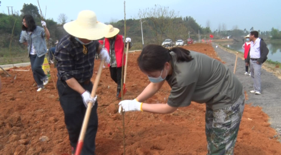 回龙山下又添新绿
