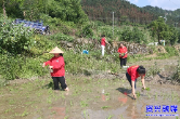 志愿服务到田间 助农插秧暖人心