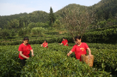 夏茶采收忙 志愿服务助农争“鲜”